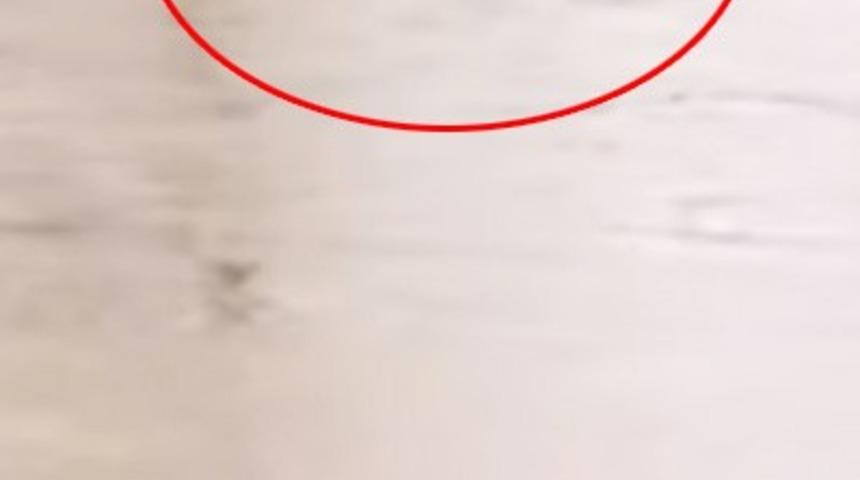 Azgın sular danayı yuttu