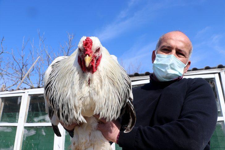 Cins tavuk yetiştiriciliği hobisini kazanca dönüştürdü G1