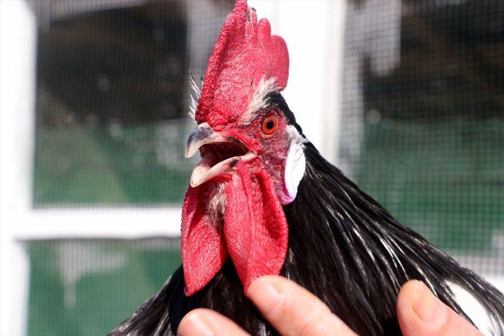 Cins tavuk yetiştiriciliği hobisini kazanca dönüştürdü G2