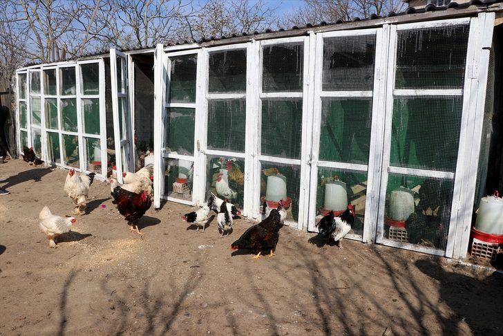 Cins tavuk yetiştiriciliği hobisini kazanca dönüştürdü G3