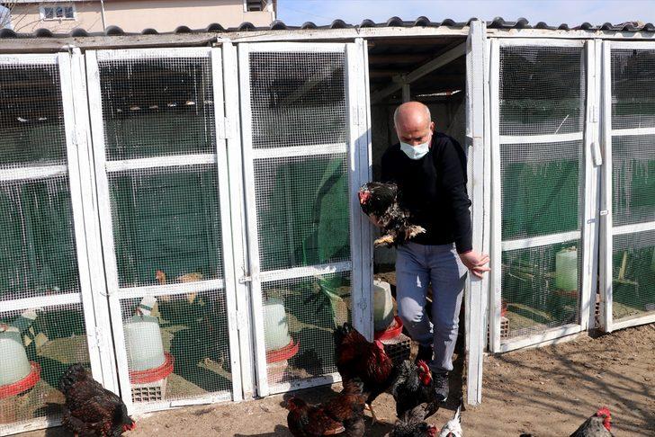 Cins tavuk yetiştiriciliği hobisini kazanca dönüştürdü G4