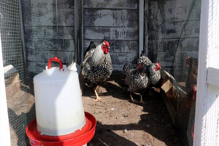 Cins tavuk yetiştiriciliği hobisini kazanca dönüştürdü G5