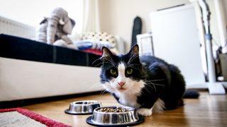 Bilim Kurulu Üyesi uyardı: Hastalığı evinde geçirenler, evcil hayvanlarından da uzak durmalı