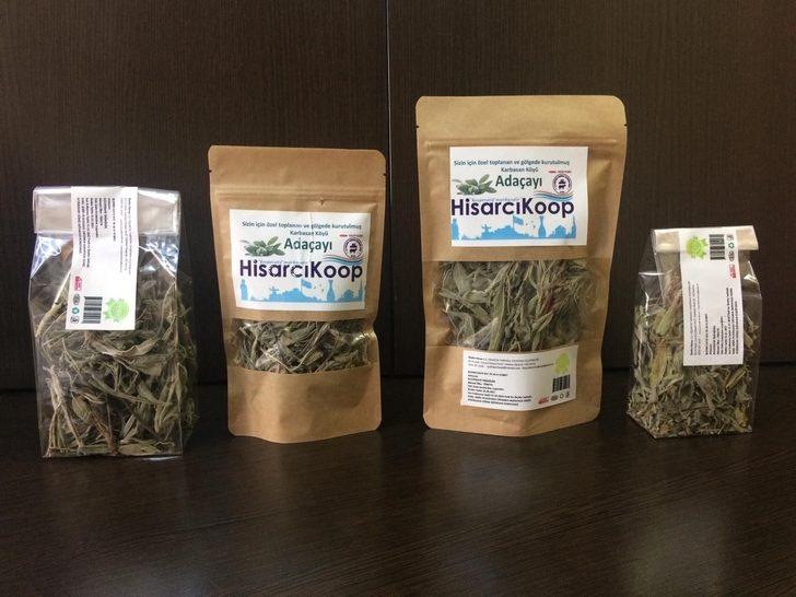 Hisarcık’ta üretilen adaçayını kooperatif pazarlayacak G2