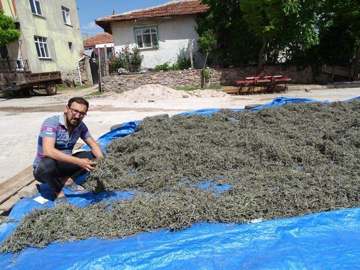 Hisarcık’ta üretilen adaçayını kooperatif pazarlayacak G3