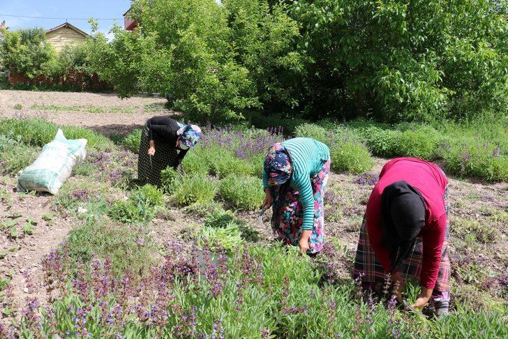 Hisarcık’ta üretilen adaçayını kooperatif pazarlayacak G4