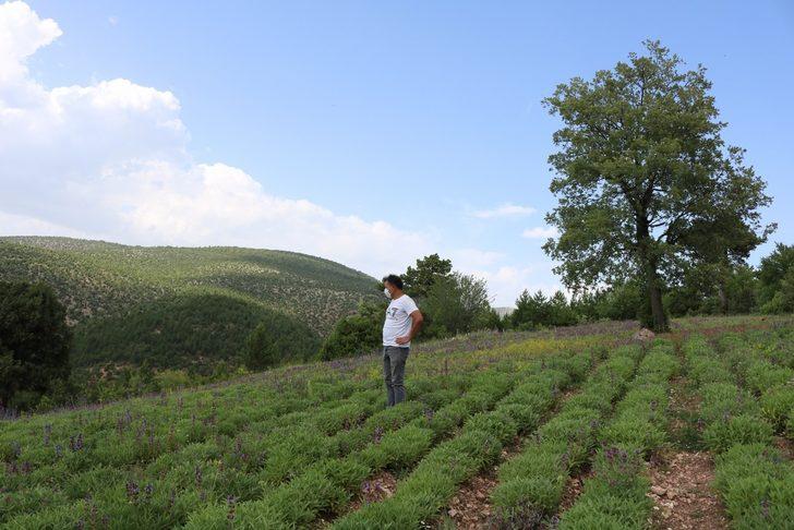 Hisarcık’ta üretilen adaçayını kooperatif pazarlayacak G5