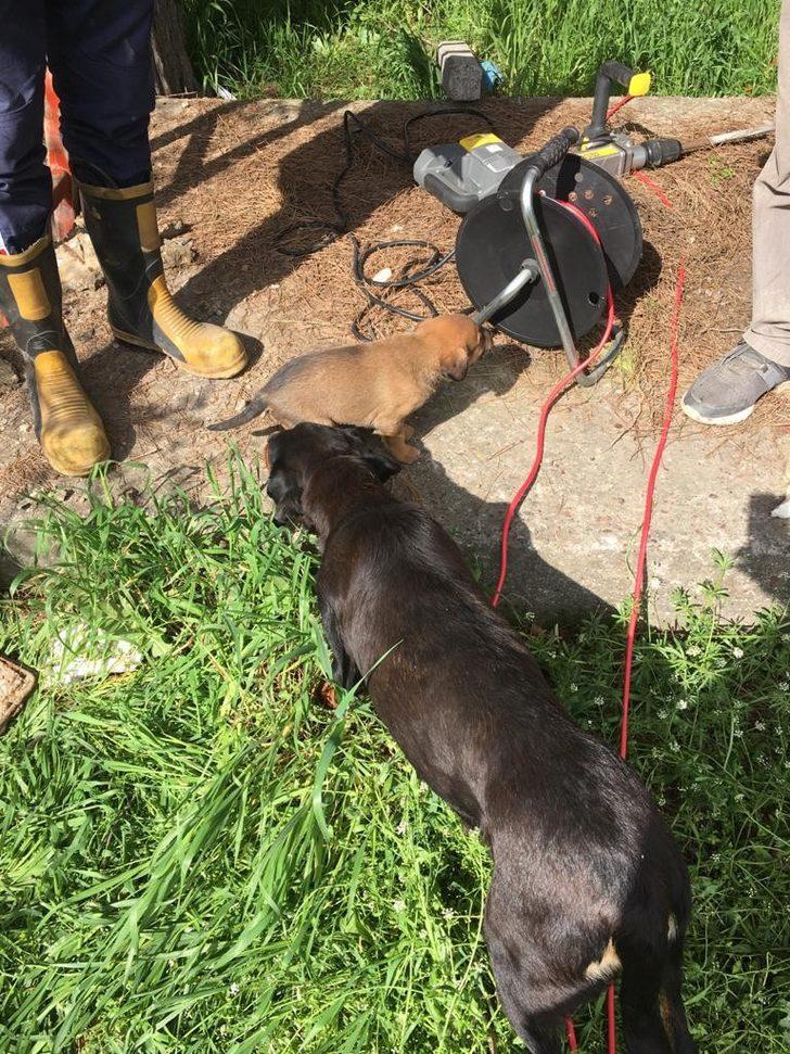 Manisa itfaiyesi hayvanların yardımına koştu G4