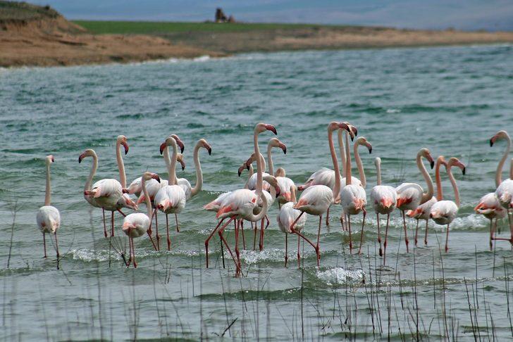 Anadolu’nun Plajı Savcılı’da, flamingolar görüldü G2