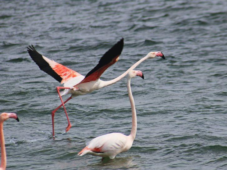 Anadolu’nun Plajı Savcılı’da, flamingolar görüldü G4