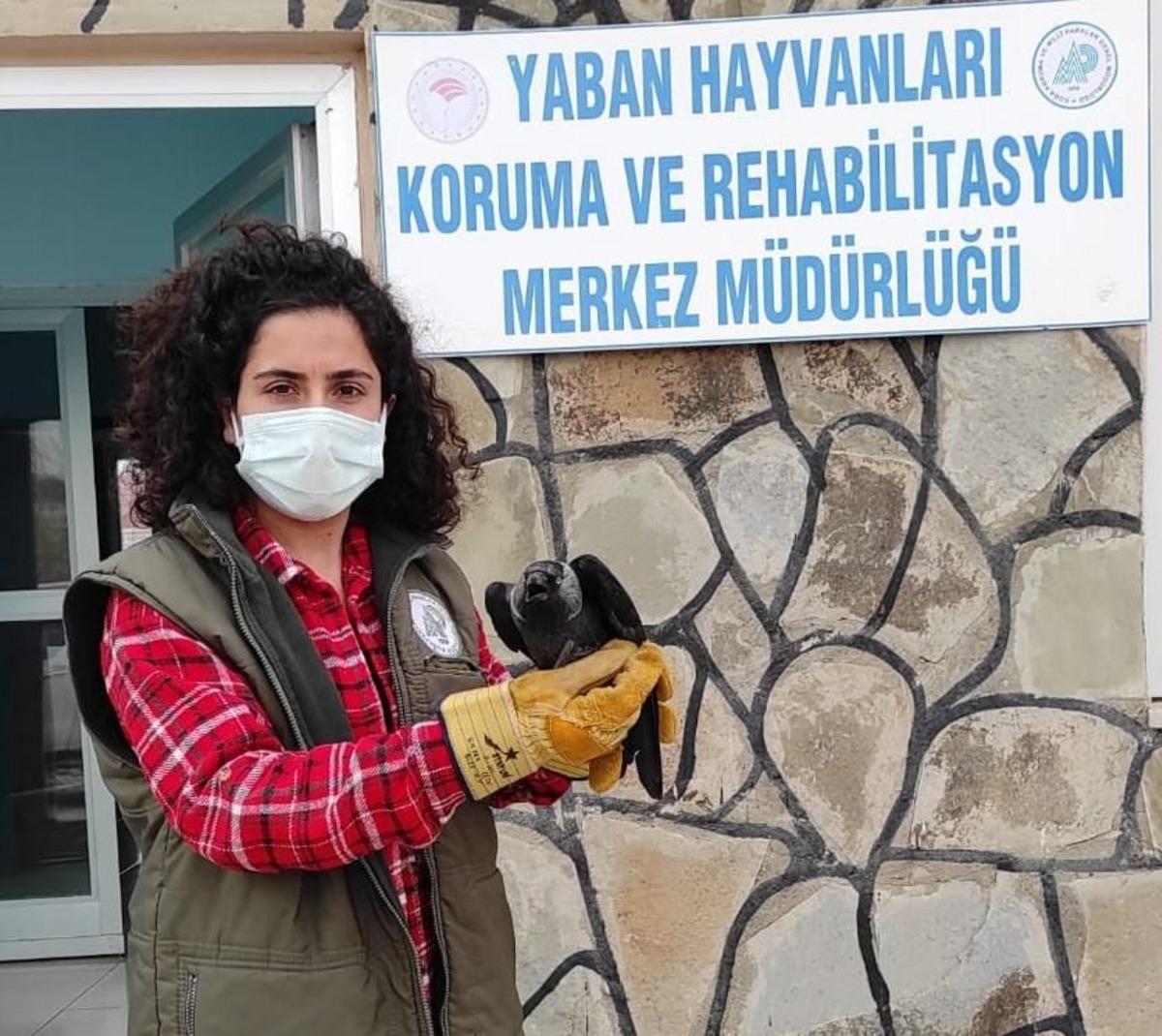 Yaralı kuşlar tedavi altına alındı