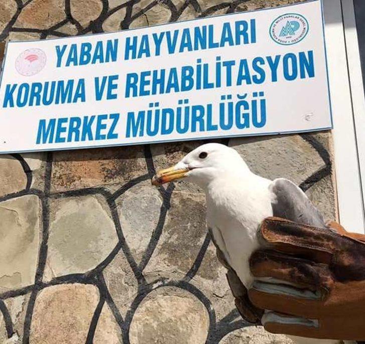 Yaralı kuşlar tedavi altına alındı G2