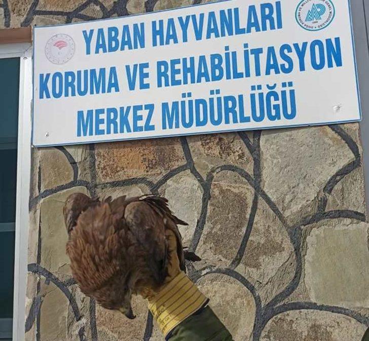 Yaralı kuşlar tedavi altına alındı G3