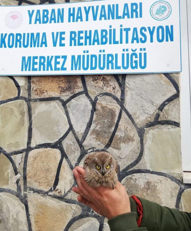 Yaralı kuşlar tedavi altına alındı G5