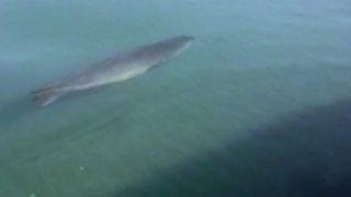 Limanda şaşırtan görüntü! Böyle görüntülendi