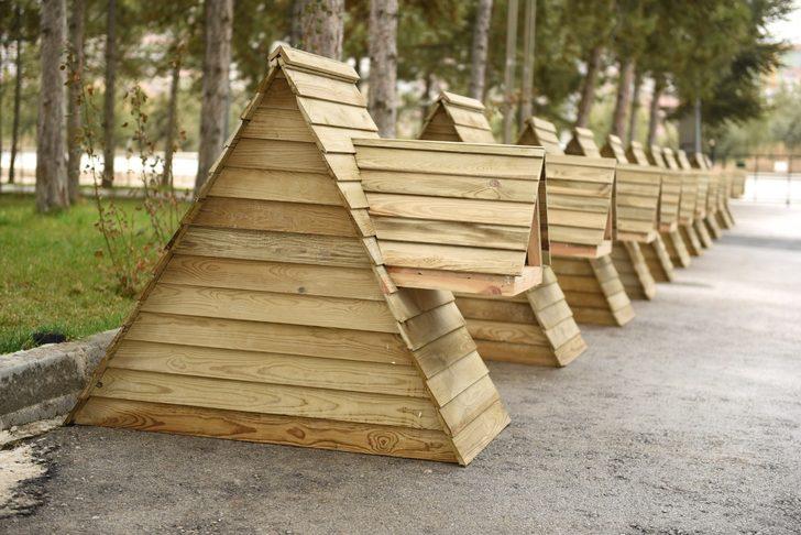 Sokak kedileri ev sahibi oldu G2