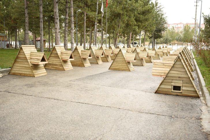 Sokak kedileri ev sahibi oldu G3