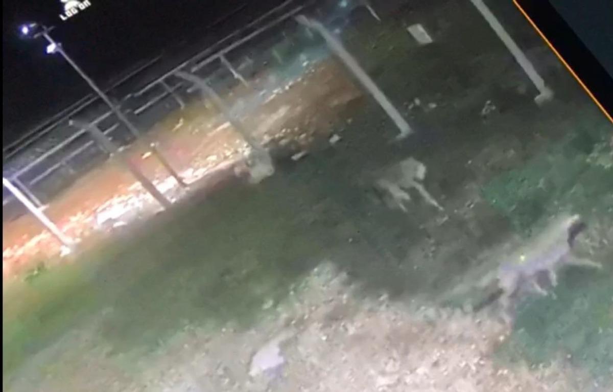 K&ouml;peğin peşine d&uuml;şen kurtlar g&uuml;venlik kamerasında