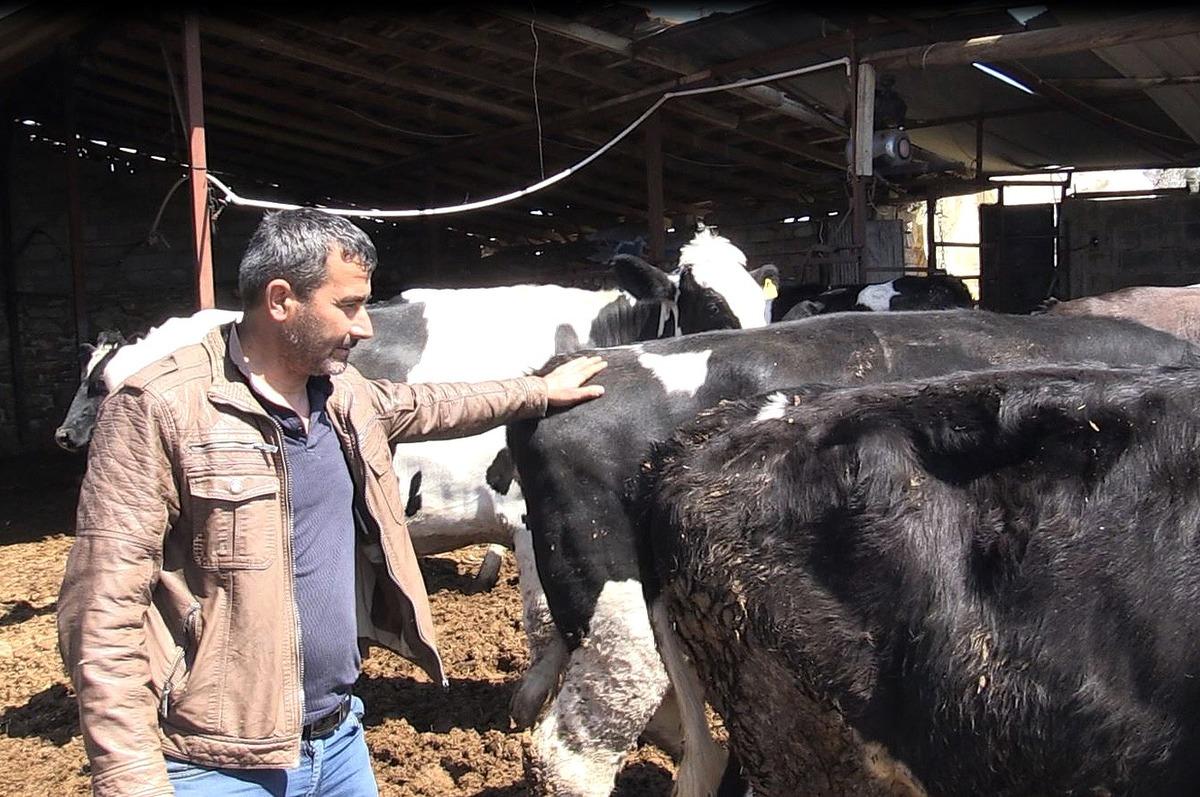 Mağdur besiciye 3 gebe inek verildi