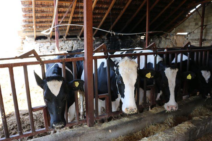 Mağdur besiciye 3 gebe inek verildi G2