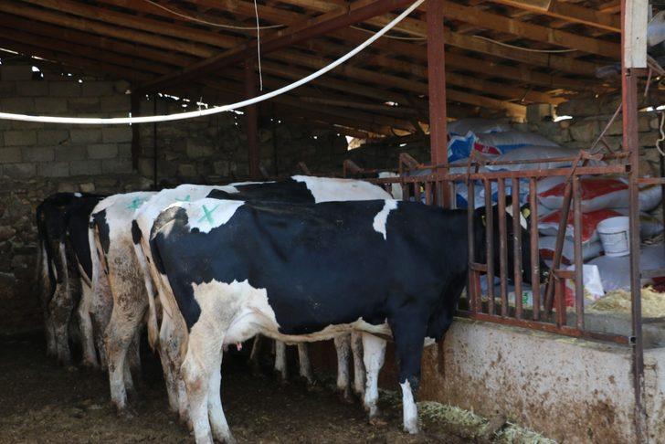 Mağdur besiciye 3 gebe inek verildi G3