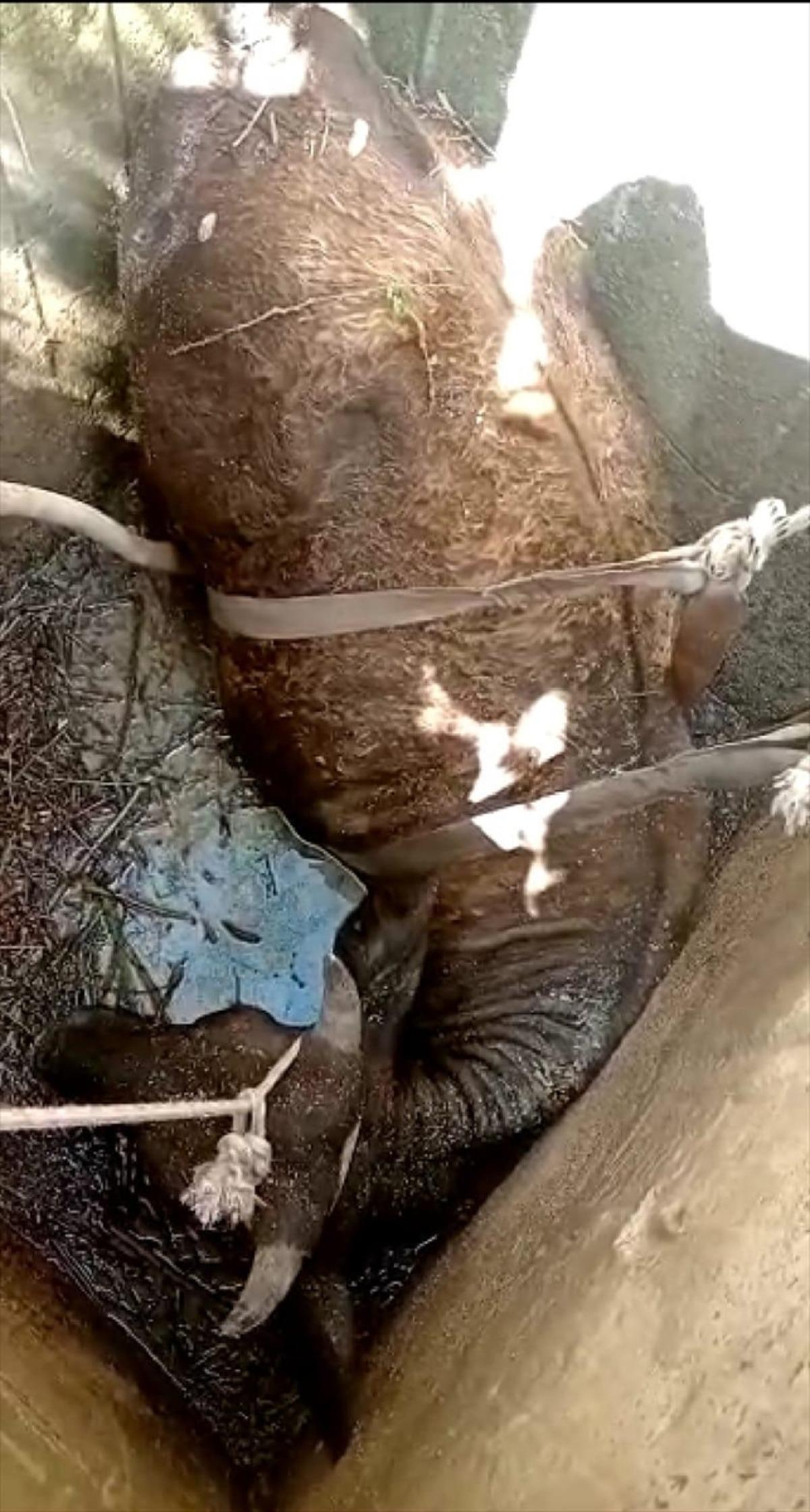 Bodrum'da tarlada otlarken kuyuya d&uuml;şen inek kurtarıldı