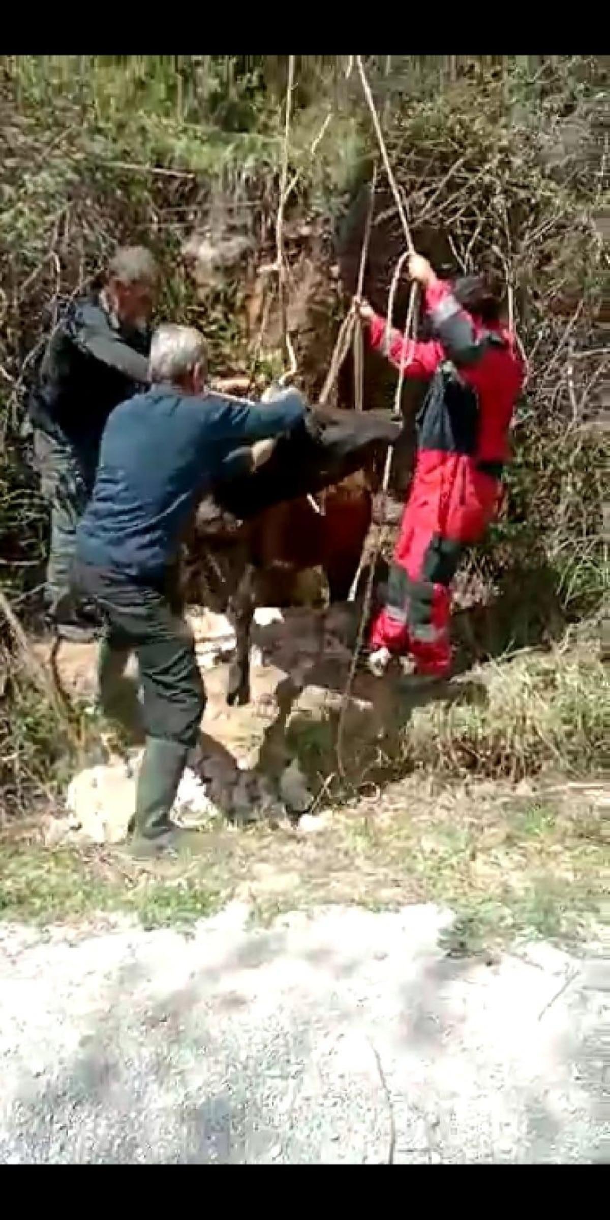 İneği kurtarmak i&ccedil;in seferber oldular