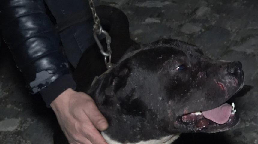 'Karlos'un yakaladığı, esnafın dövdüğü taciz şüphelisi tutuklandı