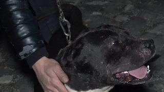 'Karlos'un yakaladığı, esnafın dövdüğü taciz şüphelisi tutuklandı