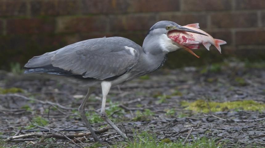 Evinin &ouml;n&uuml;nde yaşandı! A&ccedil; balık&ccedil;ılın balık avını anbean g&ouml;r&uuml;nt&uuml;ledi