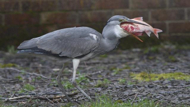 Evinin önünde yaşandı! Aç balıkçılın balık avını anbean görüntüledi
