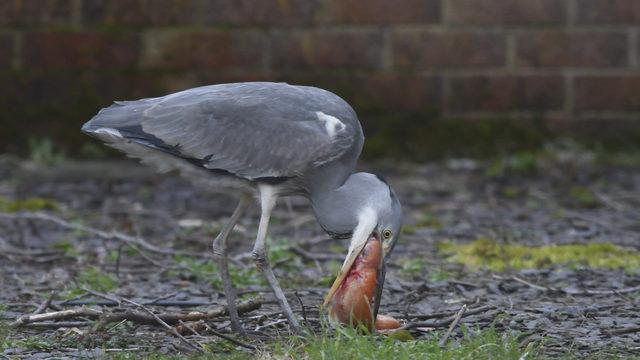 CATERS_HERON_STEALS_20_YEAR_OLD_PET_FISH_001_3429819