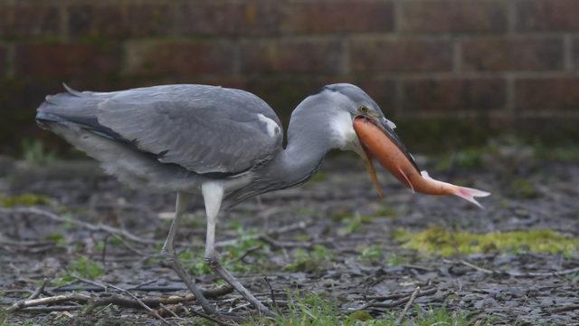 CATERS_HERON_STEALS_20_YEAR_OLD_PET_FISH_004_3429822