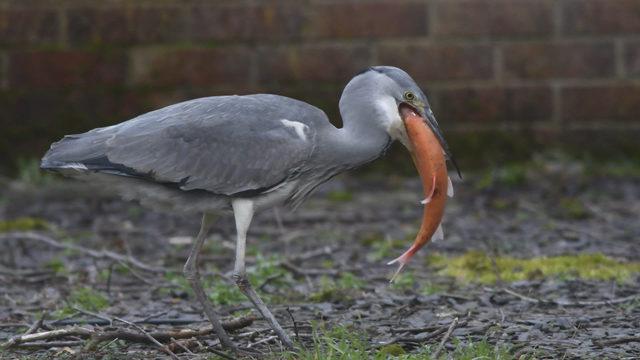 CATERS_HERON_STEALS_20_YEAR_OLD_PET_FISH_005_3429823