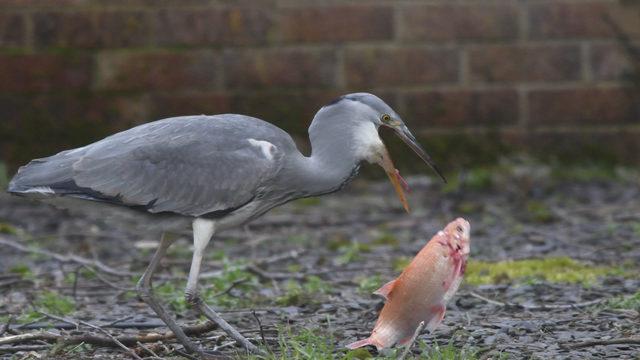 CATERS_HERON_STEALS_20_YEAR_OLD_PET_FISH_006_3429824