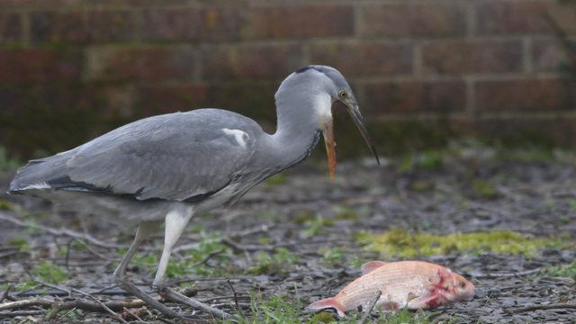 CATERS_HERON_STEALS_20_YEAR_OLD_PET_FISH_007_3429825