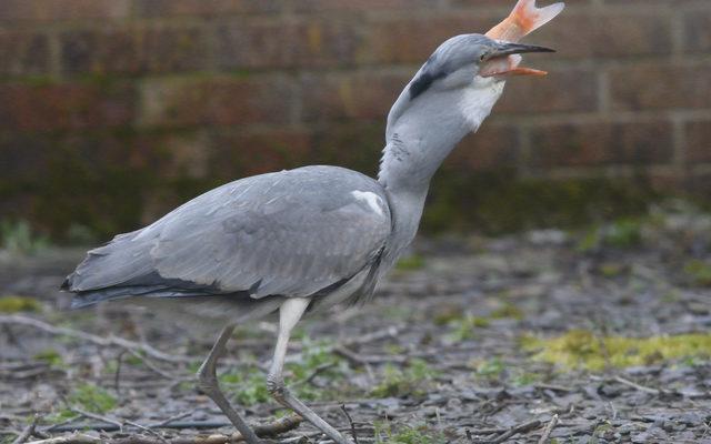 CATERS_HERON_STEALS_20_YEAR_OLD_PET_FISH_011_3429829