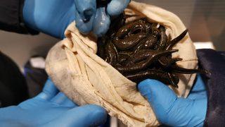 Sabiha Gökçen'de akılalmaz olay! Valizden 3 bin 300 tane sülük çıktı