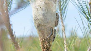 Harekete geçildi! Tehlikeye karşı binlerce 'terminatör böcek' devrede