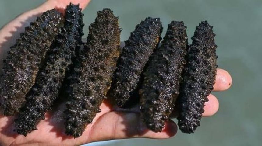 Deniz patlıcanı nedir, görüntüsü nasıldır? Deniz patlıcanının faydaları saymakla bitmiyor