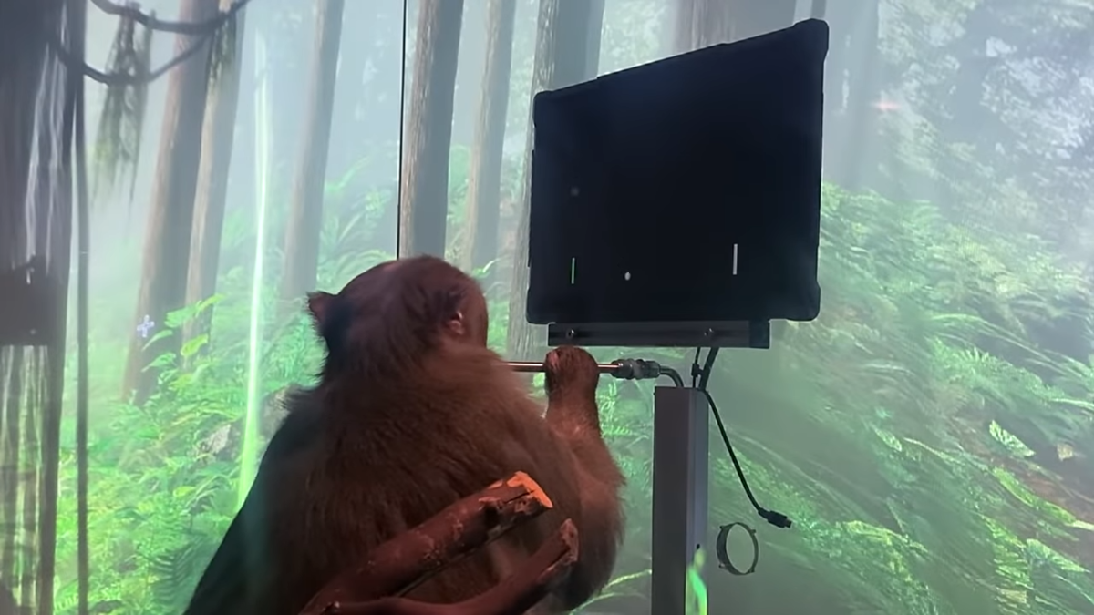 Neuralink'ten 'zihin gücüyle Pong oynayan maymun' paylaşımı! Elon Musk detayları açıkladı