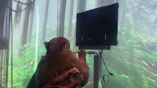 Neuralink'ten 'zihin gücüyle Pong oynayan maymun' paylaşımı! Elon Musk detayları açıkladı