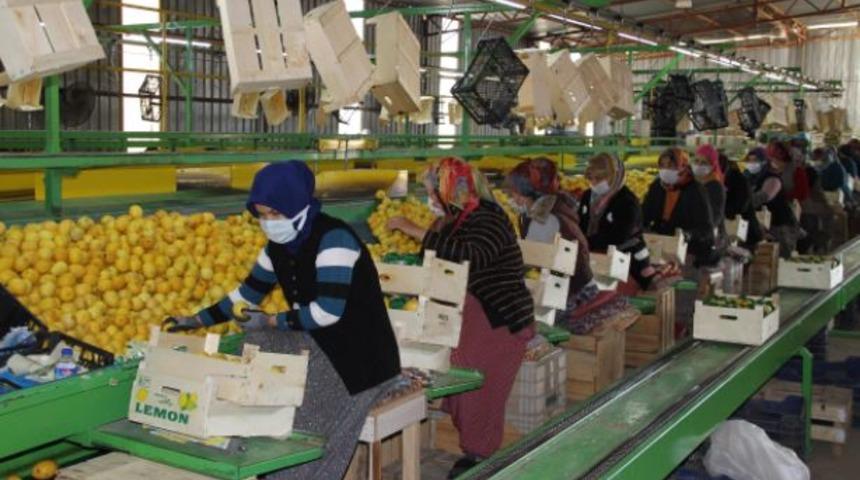 Talep azaldı, limon fiyatları düştü; 3 liradan alıcı buluyor