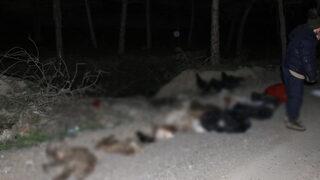 Çok sayıda ölü köpek bulunmuştu! Ankara Büyükşehir Belediyesi'nden açıklama