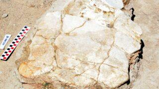 Keçilerini otlatırken buldu! Tam 7,5 milyon yıllık fosil gün yüzüne çıktı