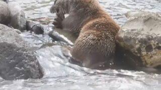 Su samurunun öğle yemeği anı kamerada! 