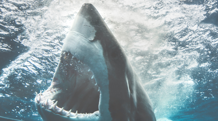 'Şifalı' diye satılan köpek balığı etini tüketmeyin! Fark etmeden vücuda zehir alınıyor