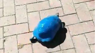 Antalya'da skandal olay! Kaplumbağayı maviye boyadılar