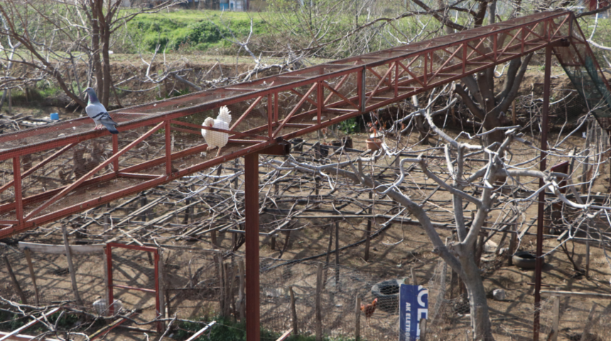 7 bin liraya mal oldu! Tavukları i&ccedil;in &uuml;st ge&ccedil;it yaptı