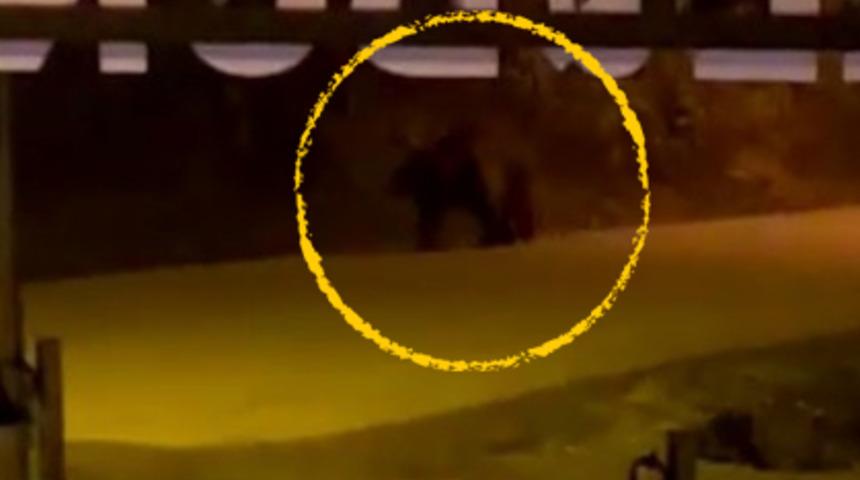 Kış uykusundan uyanan aç ayı Uzungöl merkezine indi